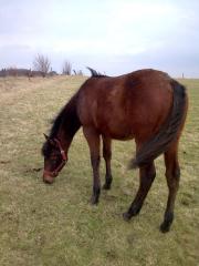 Quarter horse Jährlinsstute