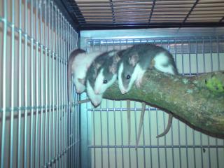 Ratten zu Verkaufen