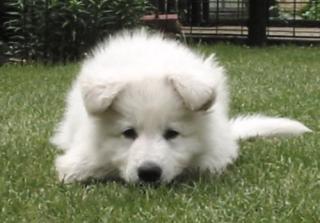 Weisser Schweizer Schäferhund Welpen zum Verkauf