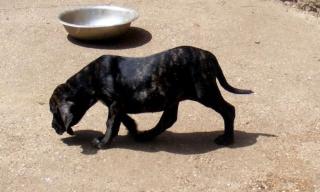 Wunderschöne Welpen Fila Brasileiro