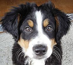 Biete HUNDE AUSFÜHREN