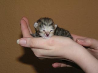 Silvertabby BKH spotted Kitten