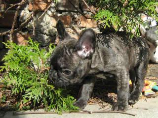 Fleckenschreck Ministreifen Französische Bulldogge