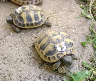 Griechische Landschildkröten