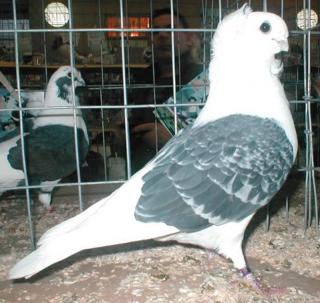 Suche Altdeusche Mövchen weibchen
