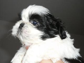 Shi - Tzu Welpen