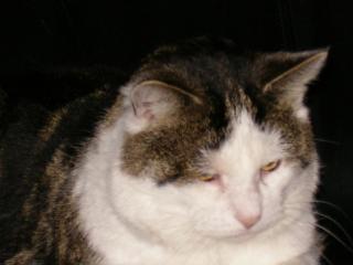 Kater in Kiel entlaufen