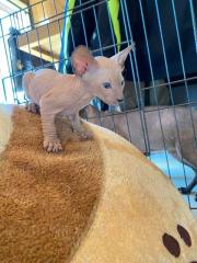 Peterbald Kitten suchen ein schönes Zuhause