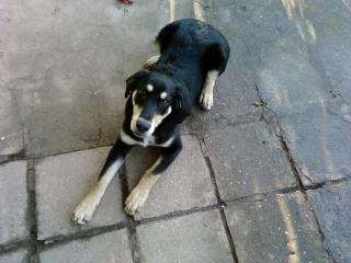 Ben 16 Monate alter Labrador-Beagle-Mix