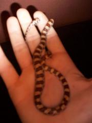 Kornnattern Pantherophis Guttatus abzugeben