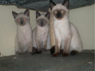 Siam kater