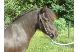 Shettystute sucht neues Zuhause