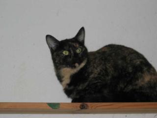 Bombi sucht dringend verständnisvolles Zuhause