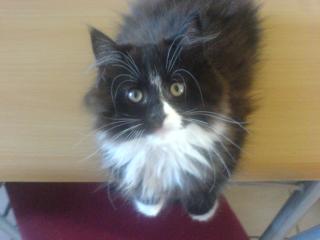Perser-MaineCoon Katerchen