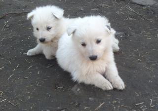 Weisser Schweizer Schäferhund Welpen