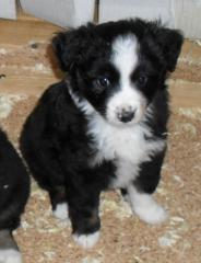Miniature Australian Shepherd Welpen, Mini Aussie