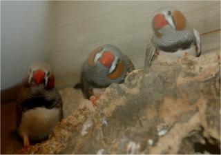 Tausche 3 Zebrafinken gegen 1 Gouldamadinen-Hahn
