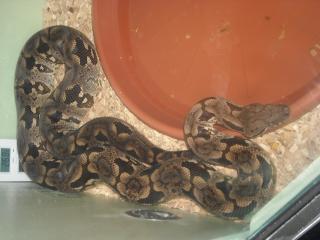 Acrantophis Dumerili