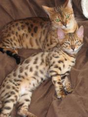 Reinrassige Bengalkatze Bangal Kitten-Kater