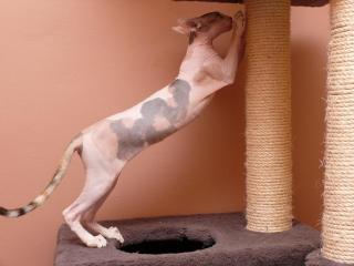 Sphynx. mit PP