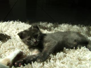 Kätzchen Rasse Schottische Faltohrenkatze