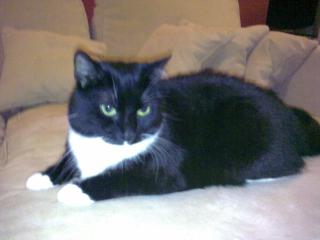 Hauskatze Gini 2 J. sucht dringend neue Eltern