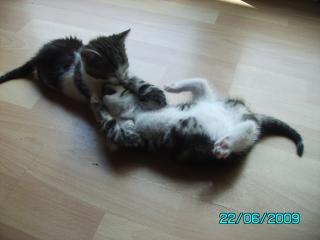 2 Katzenbabys 8 Wochen alt