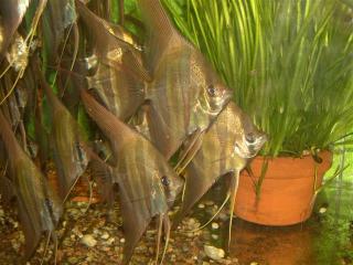 Orinoco Altumscalare- Tschechien