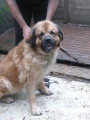 Germanische Bärenhunde in gute Hände abzugeben
