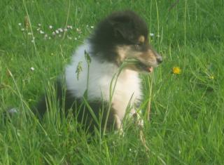Colliewelpen, tric. , langh.