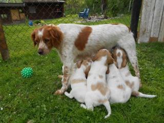 Epagneul Breton Welpen