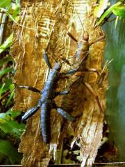 Verkaufe Euryacantha calcarata