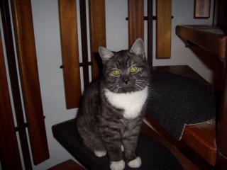 Kater in Lohmar-Breidt entlaufen