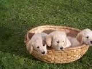 Verk. golden retriver