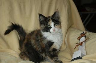 Bezaubernde Maine-Coon-Kitten