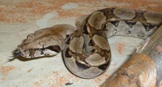 0. 1 Boa C. I. Ecuador reinrassig abzugeben