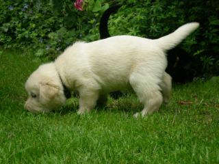 12 kleine Racker
