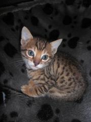 Wunderschöne Bengalkitten aus Hobbyzucht