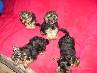 Yorkshire Terrier