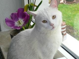 Weißer Kater nicht taub sucht liebevolles Zuhaus mit Freigang