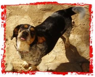 Lea ca. 1 Jahr Beagle / Settermix