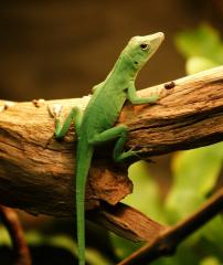 1. 0 Anolis garmani