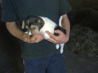 Tolle Jack - Russel - Babies