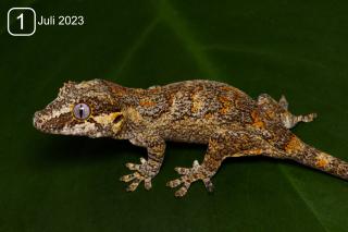 0. 0. 3 NZ Rhacodactylus auriculatus