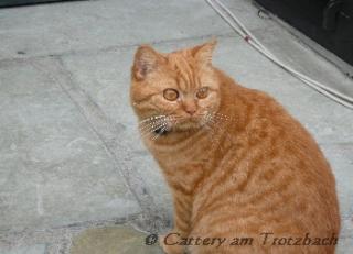 Rote BKH Katze abzugeben.