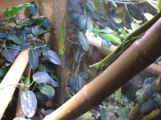 Madagaskar Taggeckos abzugeben