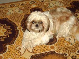 Shih-Tzu Hündin aus Saarbrücken wartet den Treff
