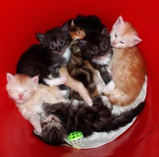 Maine Coon Kitten ab 17. 10. 2021