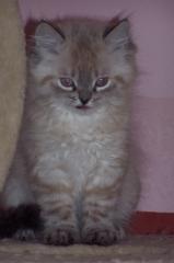 Perser Colourpoint Kitten