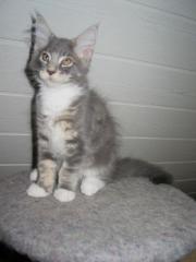 Käpt n Cook Maine Coon Kater sucht ein zu Hause